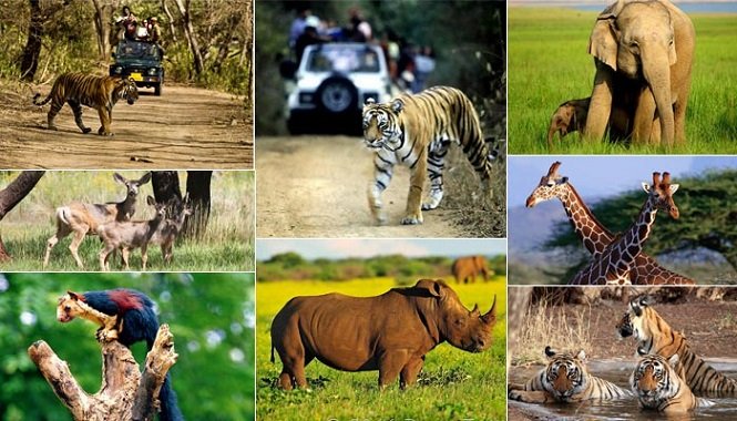 India is blessed with diverse and breathtaking natural landscapes, ranging from lush forests and majestic mountains to vast plains and pristine coastline.