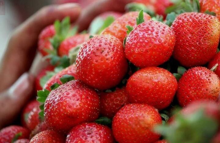 Strawberries_for_sale_at_Mahabaleshwar